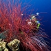 seawhip_sr_v_0705_png0933.jpg